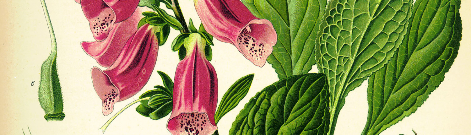 Antiquariaat-Digitalis-slider_01